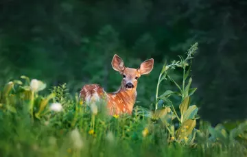 9 Fakten, die man über Bambi in der Popkultur wissen muss